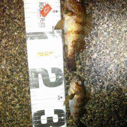 イソメ?小雨?そんなの関係ねぇの巻